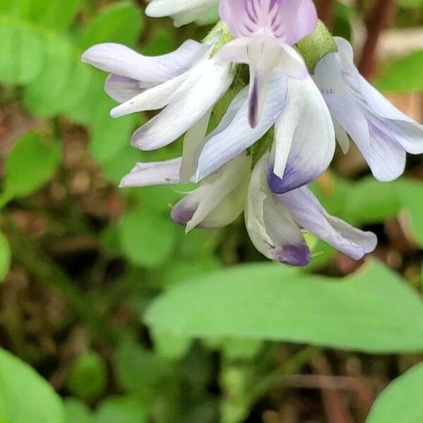 Astragalus alpinus Blomst