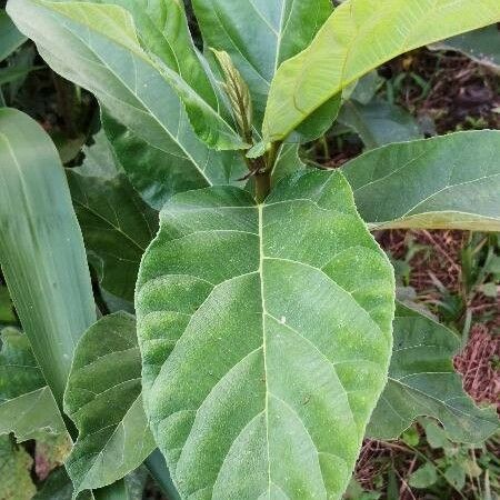 Ficus hispida 叶