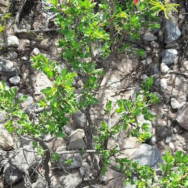 Justicia xylosteoides