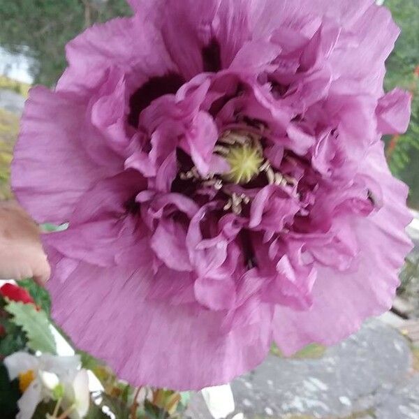 Papaver somniferum Flower