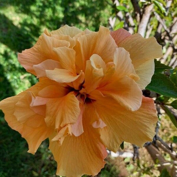 Hibiscus rosa-sinensis ᱵᱟᱦᱟ