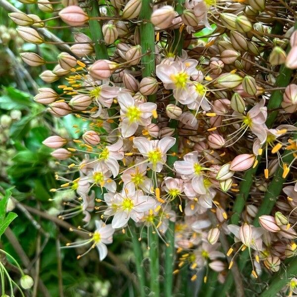 Eremurus robustus ফুল