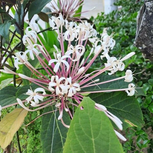 Clerodendrum quadriloculare Virág