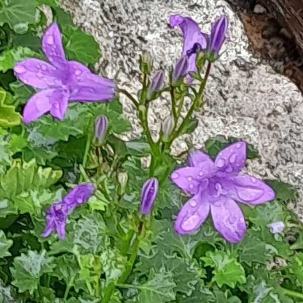 Campanula portenschlagiana Flor