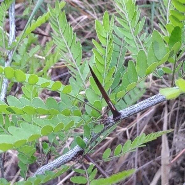 Gleditsia triacanthos 葉