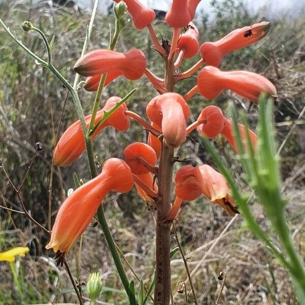 Aloe amudatensis Flor