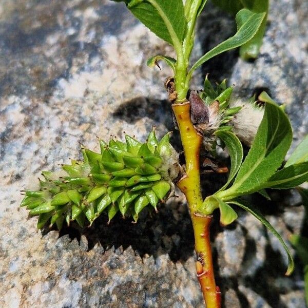 Salix daphnoides Plod