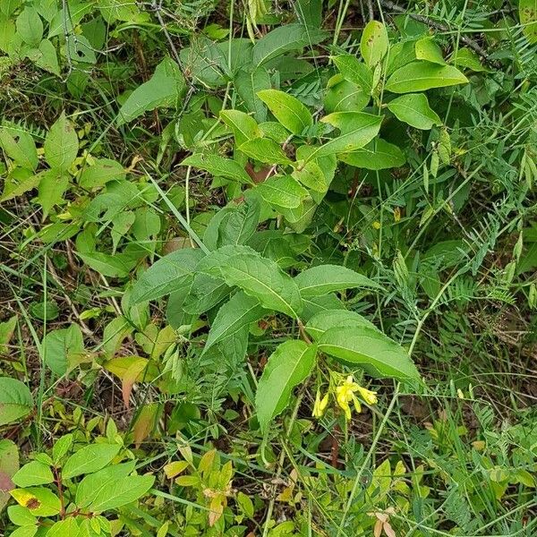 Diervilla lonicera Pokrój