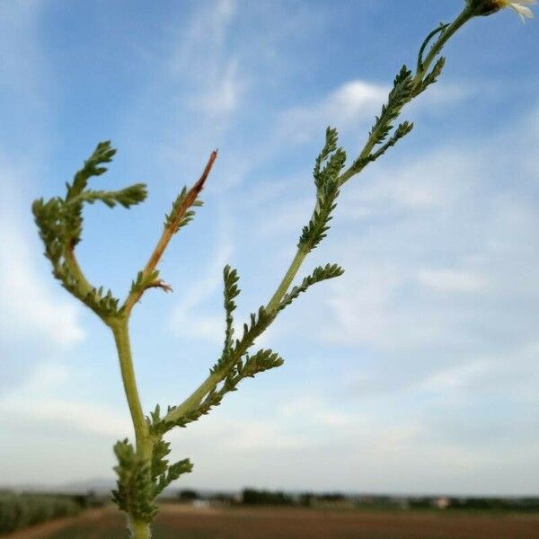 Anacyclus clavatus Blatt