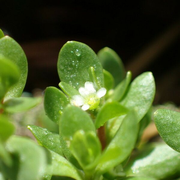 Montia fontana Leaf