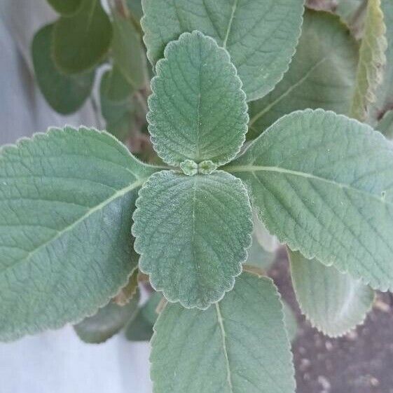 Plectranthus barbatus Hoja