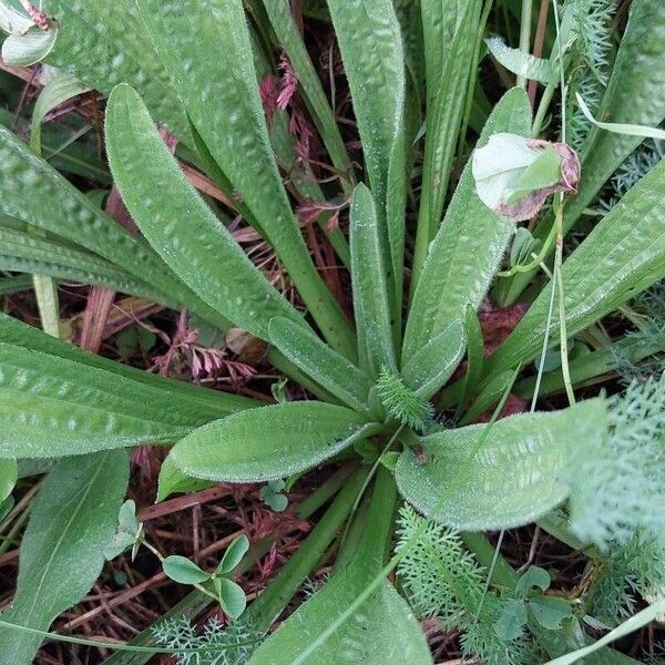 Plantago lanceolata Leht