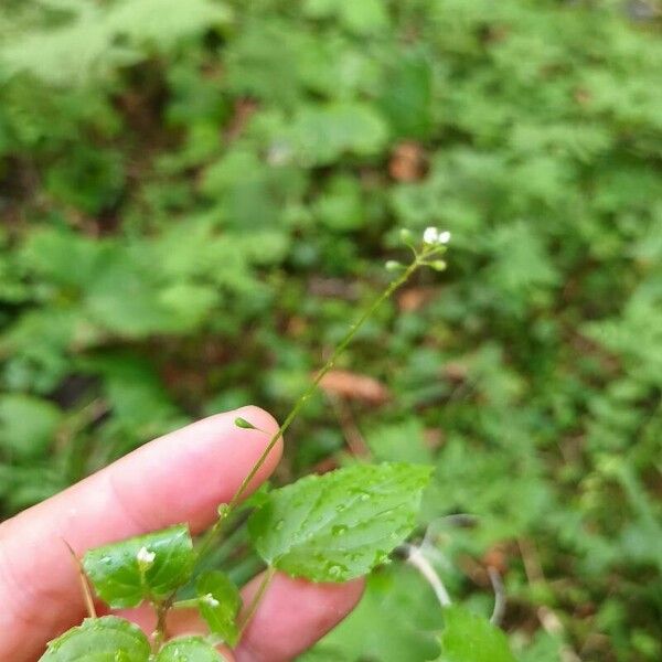 Circaea alpina Flor