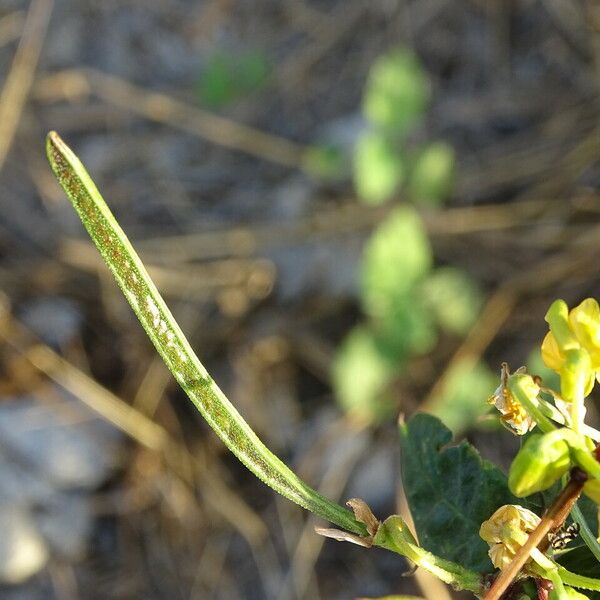 Senna occidentalis Froito