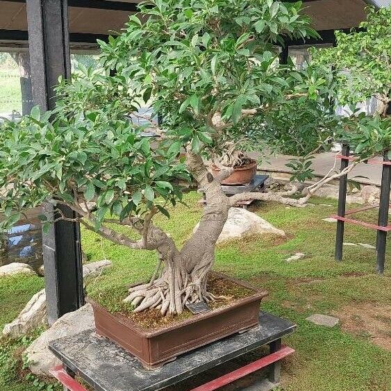 Ficus microcarpa Elinympäristö