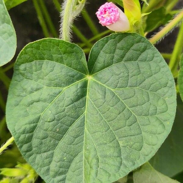 Ipomoea purpurea Leaf