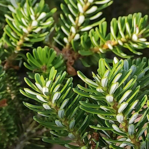 Abies koreana برگ