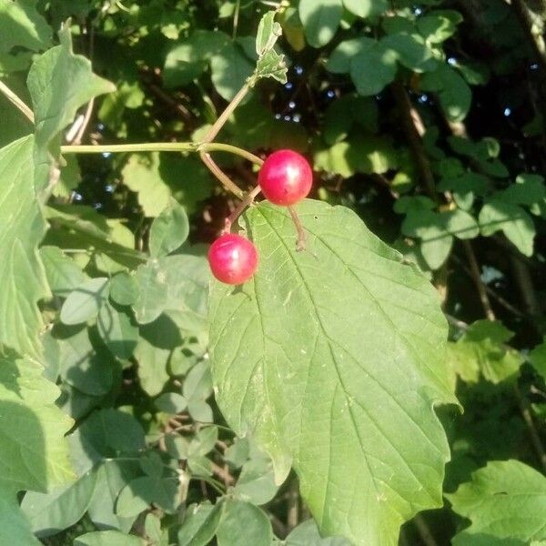 Viburnum opulus Frukt