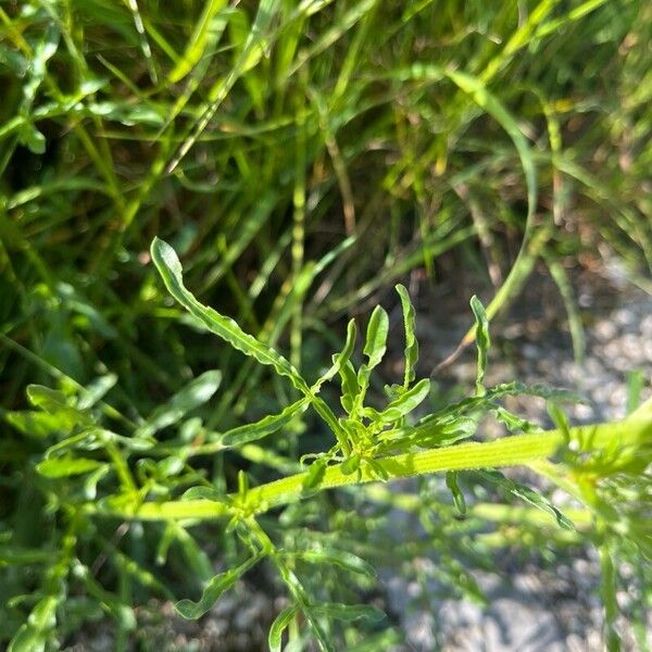 Reseda lutea Blatt