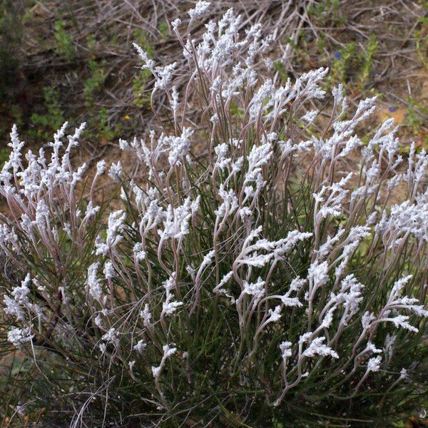 Conospermum stoechadis