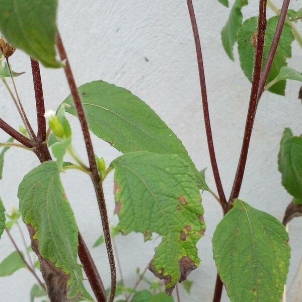 Blainvillea acmella Leaf