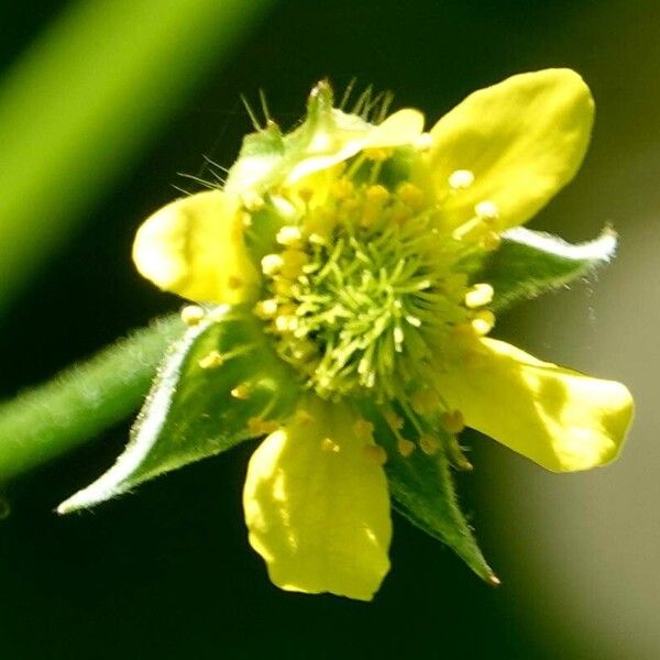 Geum urbanum Blodyn