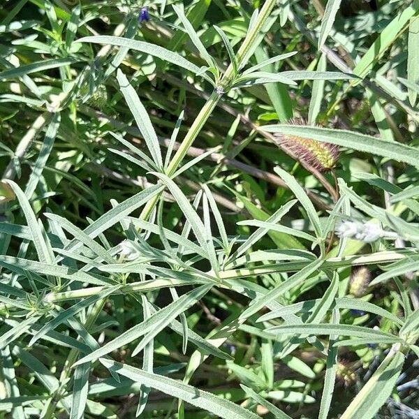 Salvia azurea Leaf