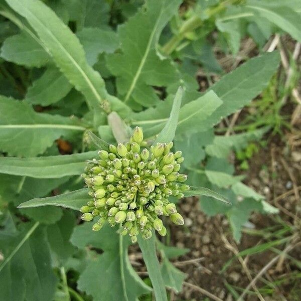 Brassica rapa Fleur