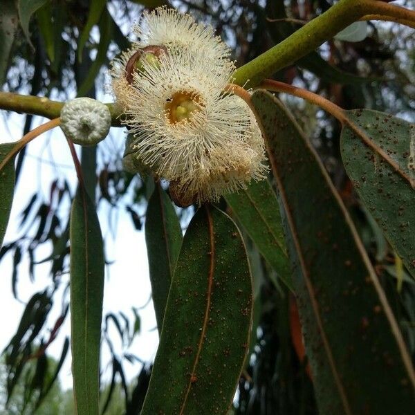 Eucalyptus globulus ফুল