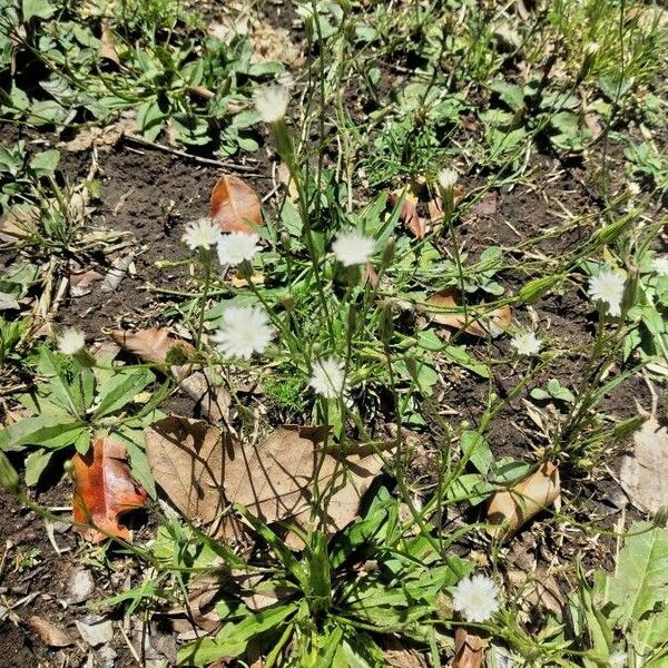 Hieracium albiflorum Květ