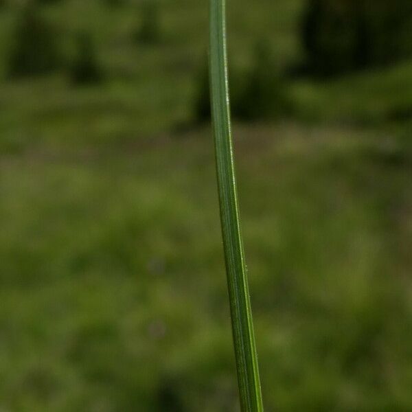 Carex nigra 树皮