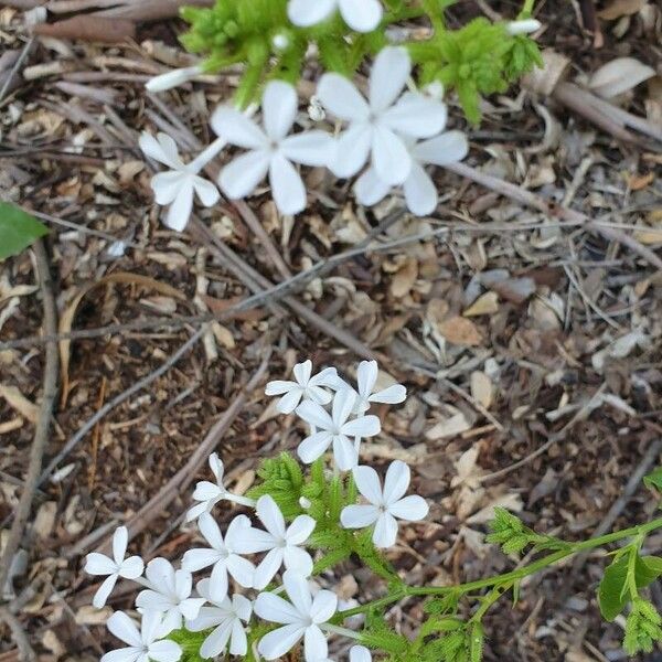 Plumbago zeylanica 花