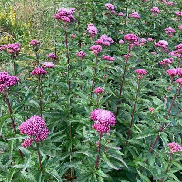 Eupatorium cannabinum Цвят