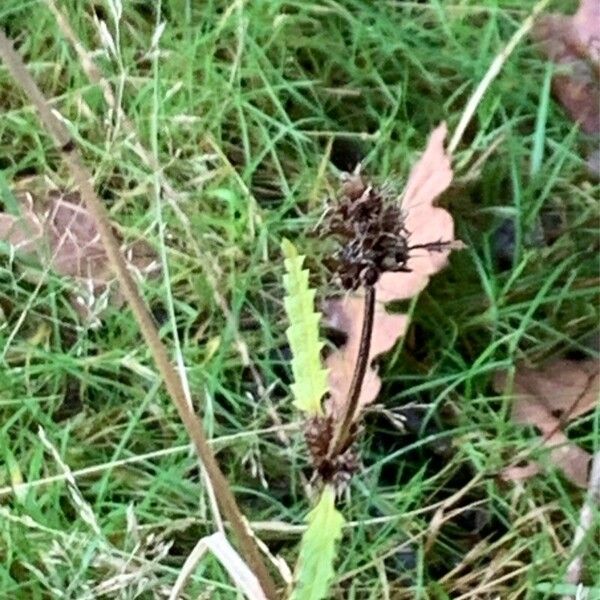 Betonica officinalis Fruit