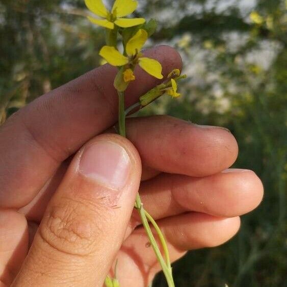Coincya monensis फूल