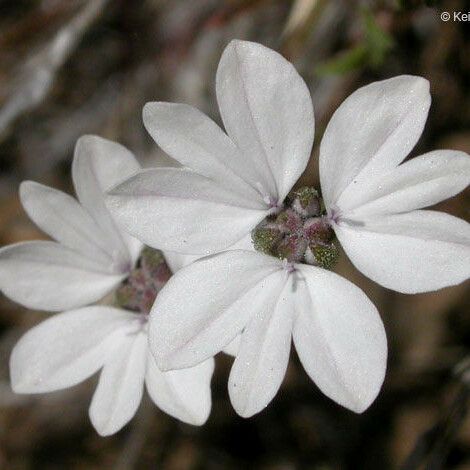 Blepharipappus scaber Flower