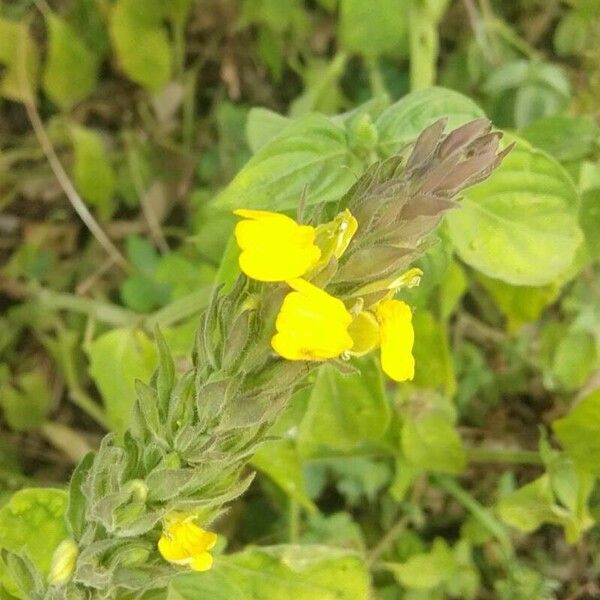 Justicia flava Leaf