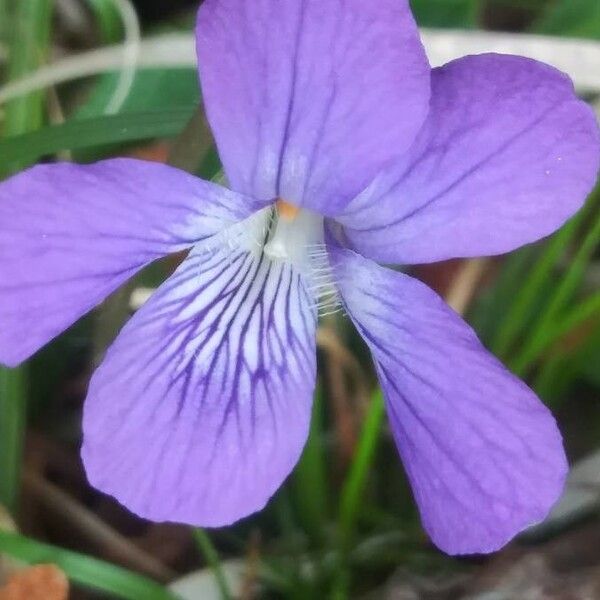 Viola pedatifida (Prairie violet)