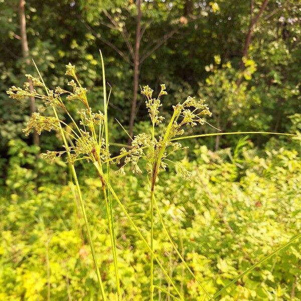 Scirpus cyperinus Flower