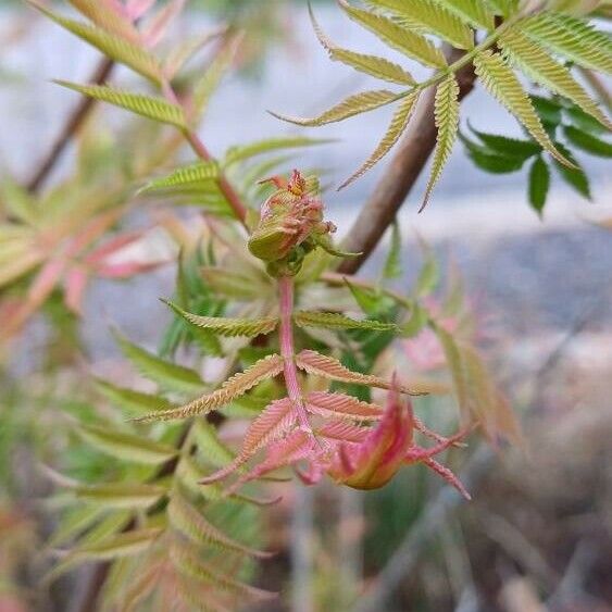 Sorbaria sorbifolia Fuelha