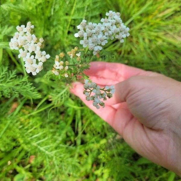 Achillea nobilis Flower