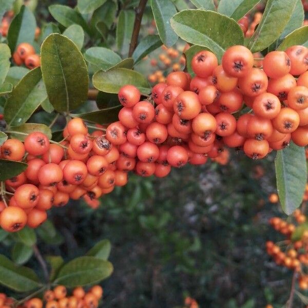 Pyracantha coccinea Frukt