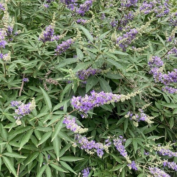 Vitex agnus-castus Máis