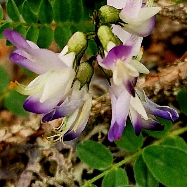 Astragalus alpinus Lorea