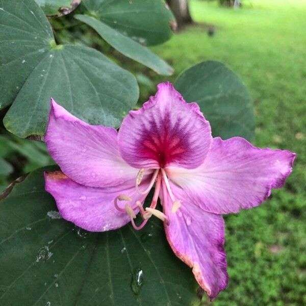 Bauhinia purpurea Fiore