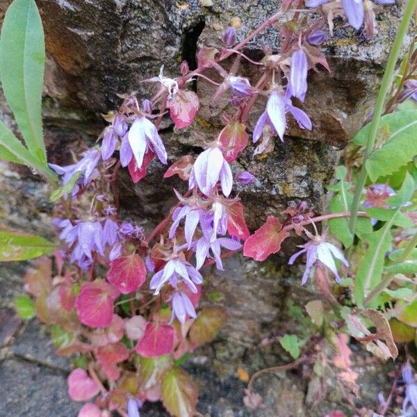 Campanula poscharskyana Floare