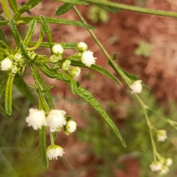 Parthenium hysterophorus Flower