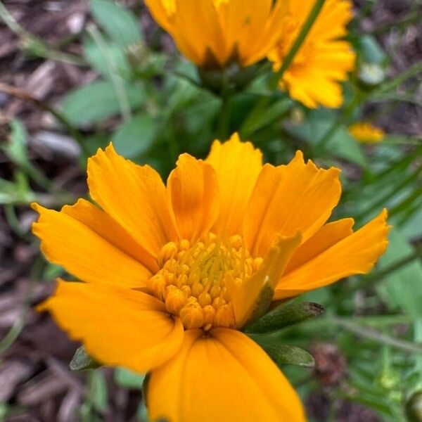 Coreopsis auriculata Flower