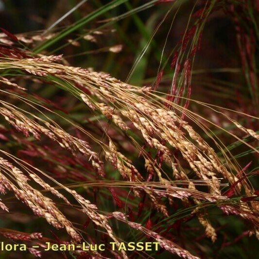 Eragrostis tef Blomma