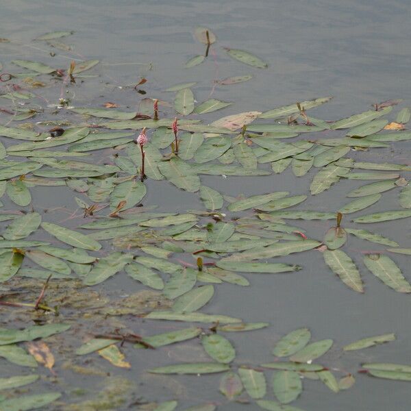 Persicaria amphibia Blatt